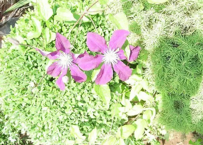 Moreta - Luce Mit Terrasse By Interhome דירה ביוגראד נה מורו